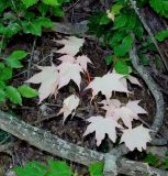 Acer cappadocicum