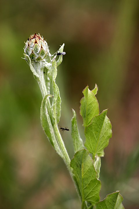 Image of Centaurea depressa specimen.