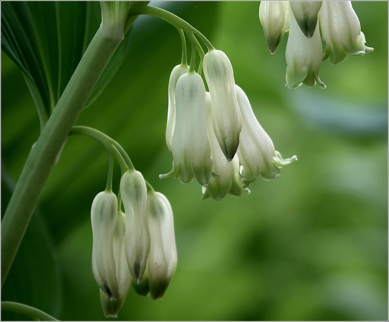 Изображение особи Polygonatum multiflorum.