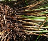 Carex appropinquata