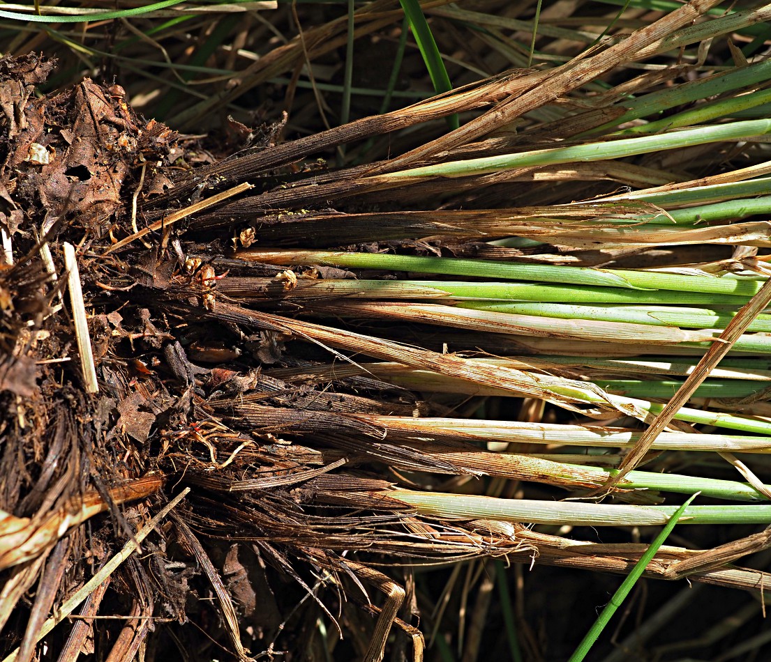 Image of Carex appropinquata specimen.