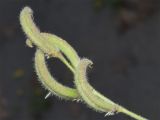 Astragalus arpilobus