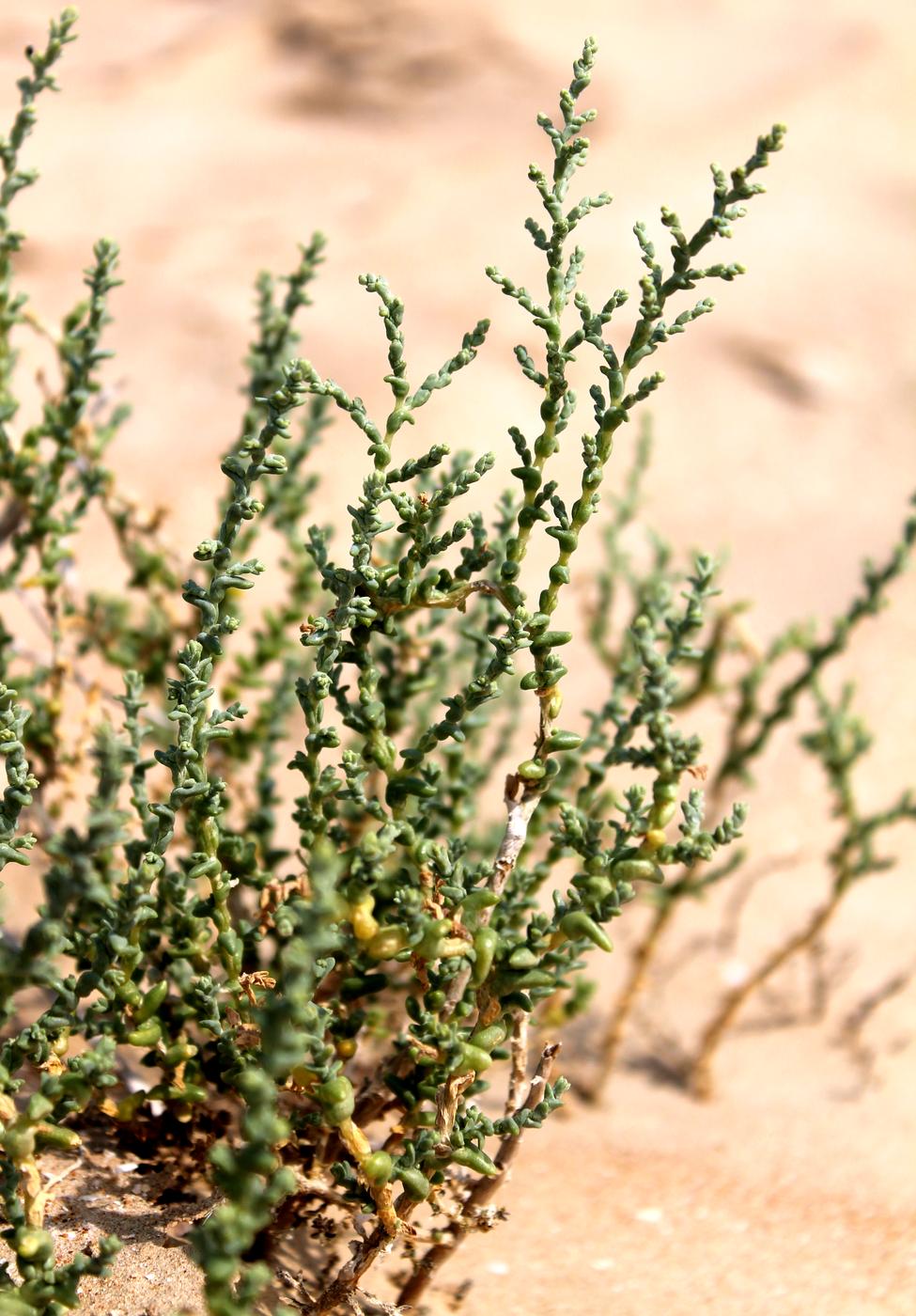 Image of Kalidium foliatum specimen.