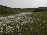 Eriophorum scheuchzeri