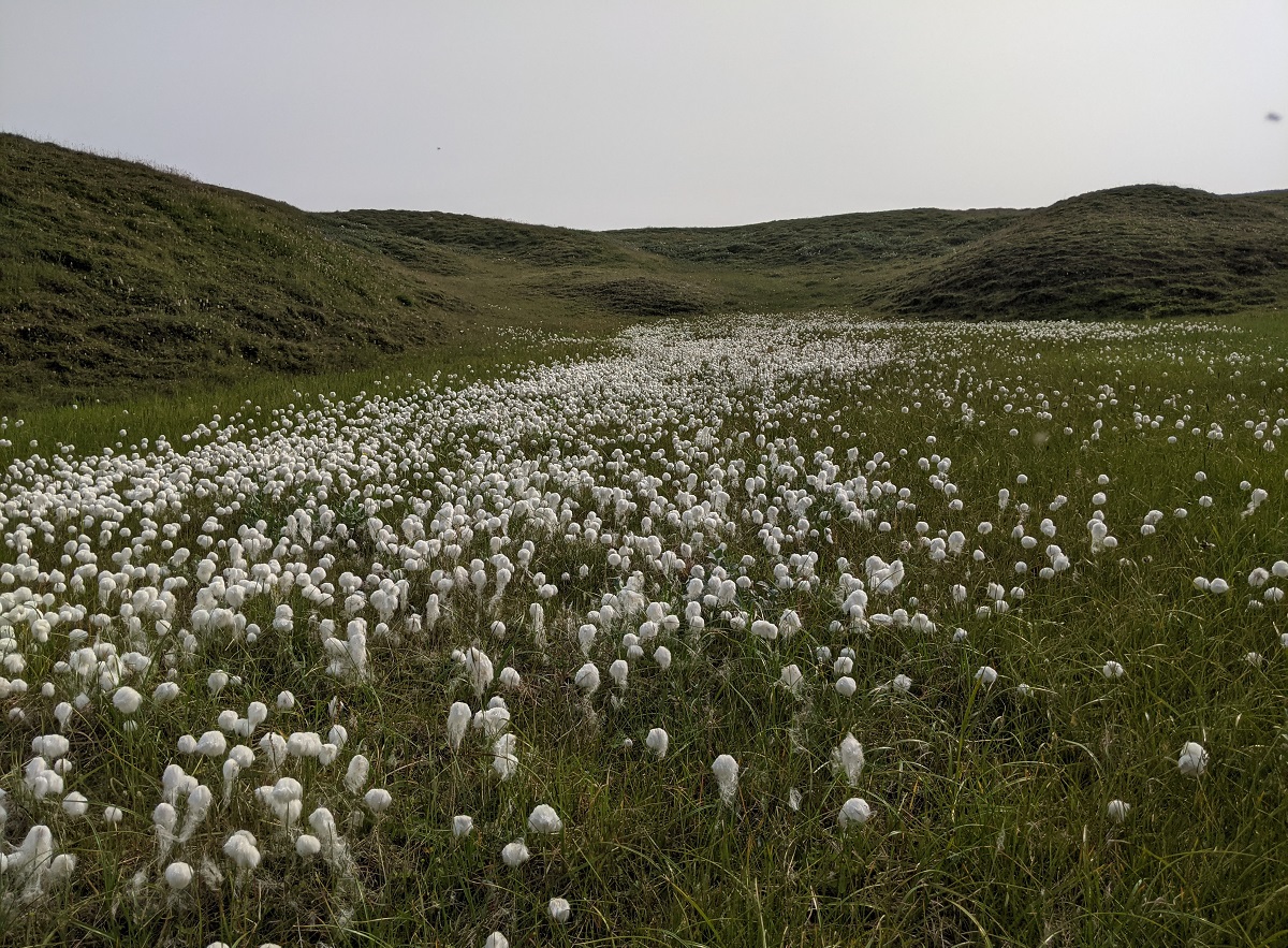 Изображение особи Eriophorum scheuchzeri.