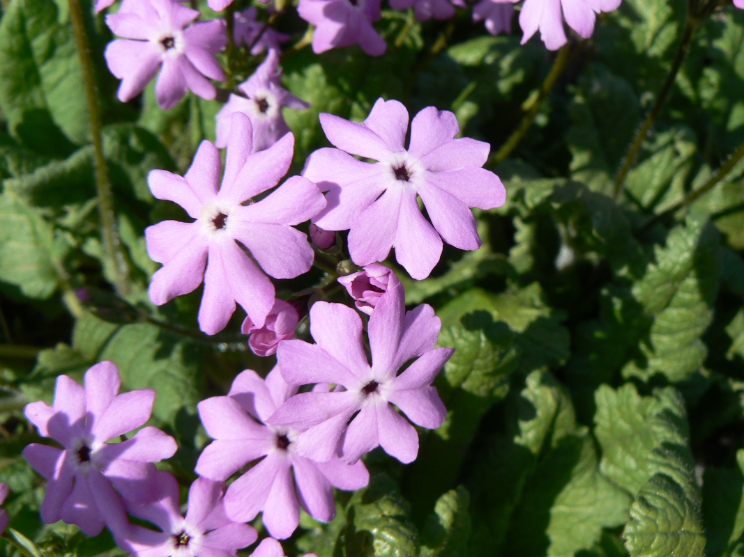 Image of genus Primula specimen.