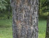 Betula dauurica