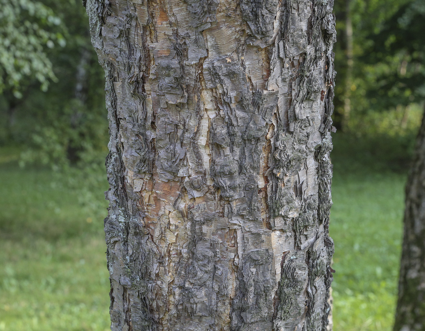 Image of Betula dauurica specimen.