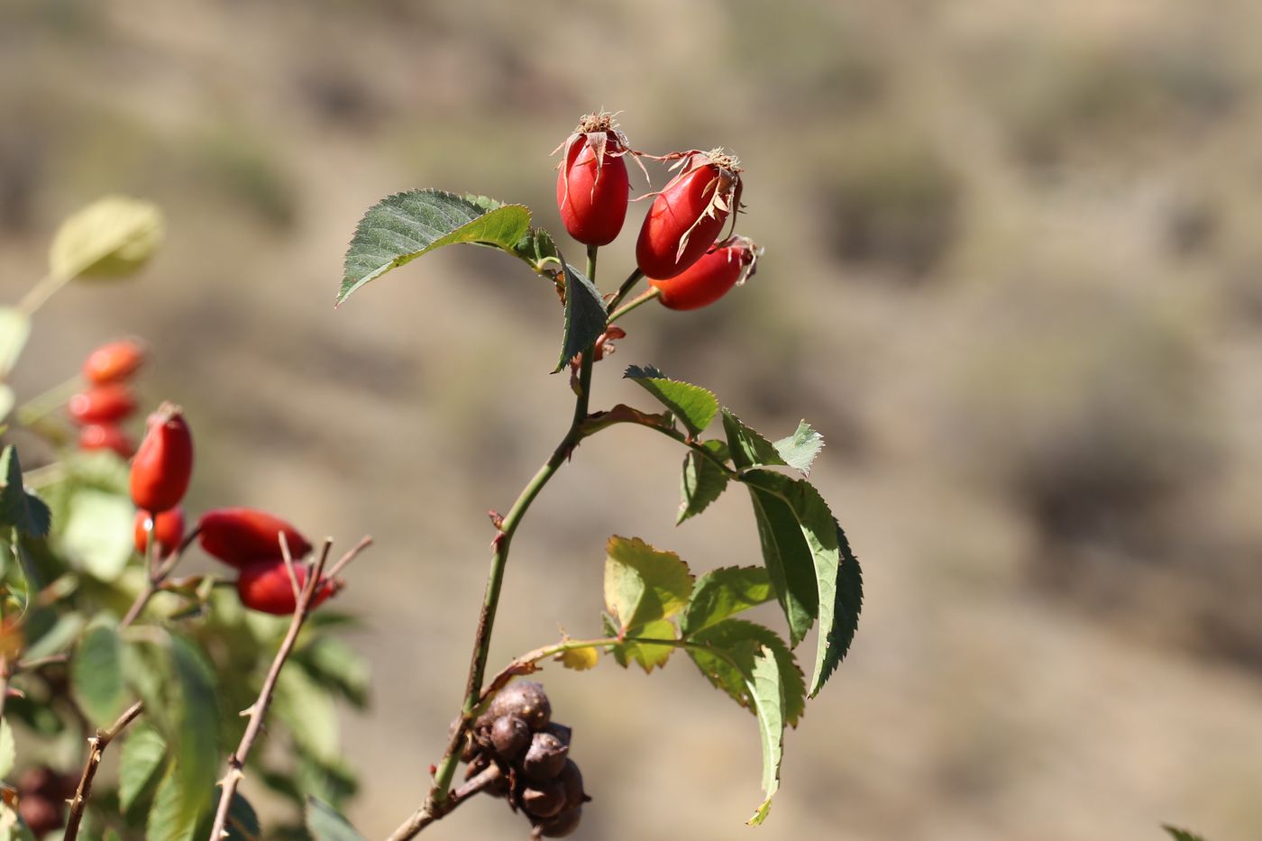 Изображение особи Rosa canina.