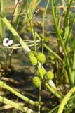 Sagittaria sagittifolia. Соплодие. Псковская обл., Псковский р-н, окр. дер. Филатова Гора; р. Великая, у берега. 29.07.2021.