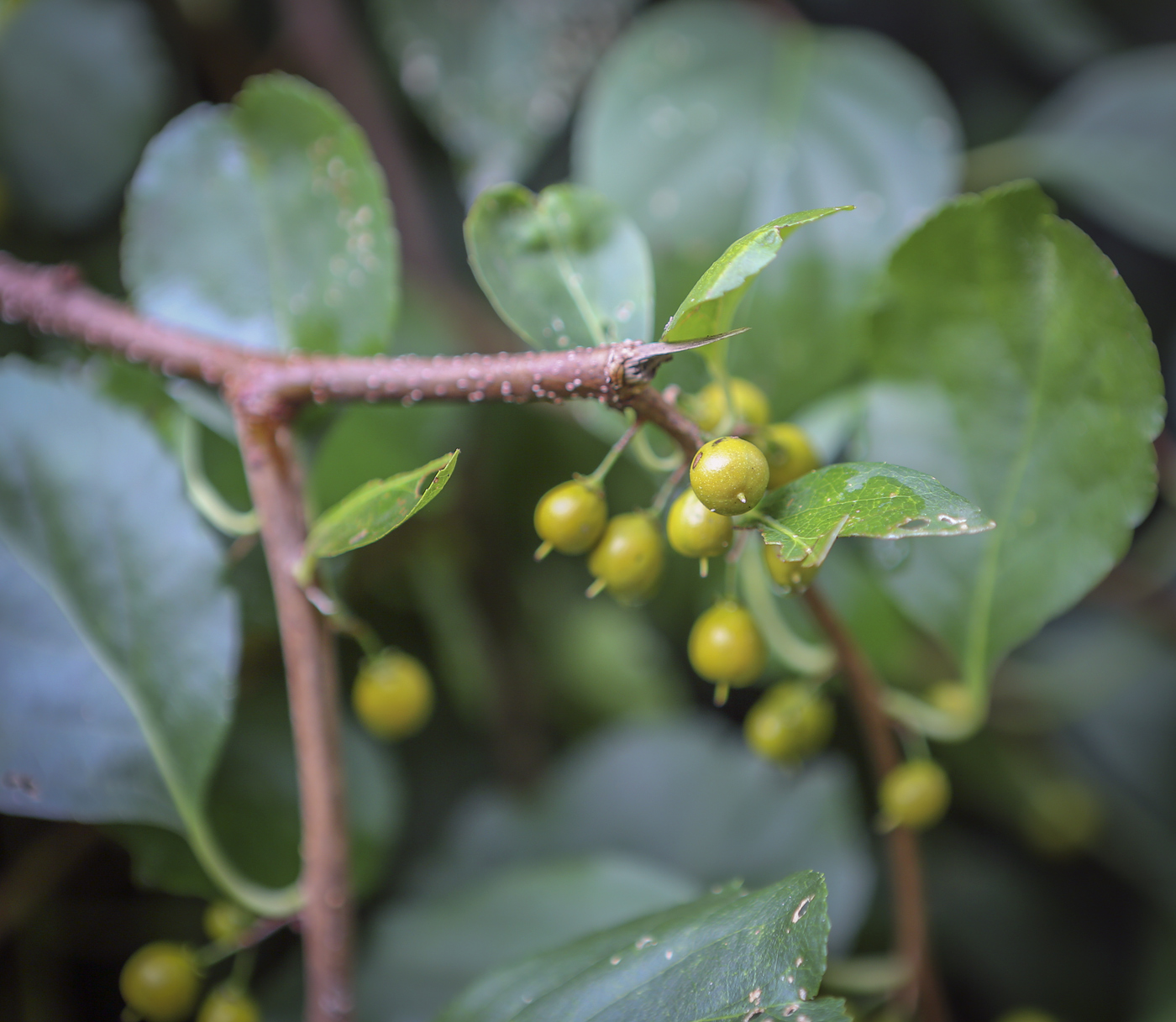 Изображение особи Celastrus orbiculata.