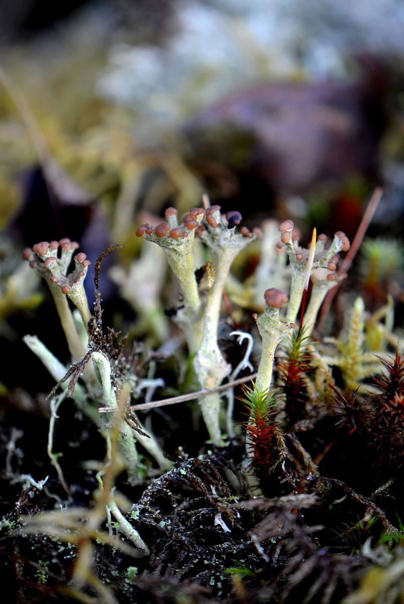 Image of Cladonia gracilis ssp. turbinata specimen.