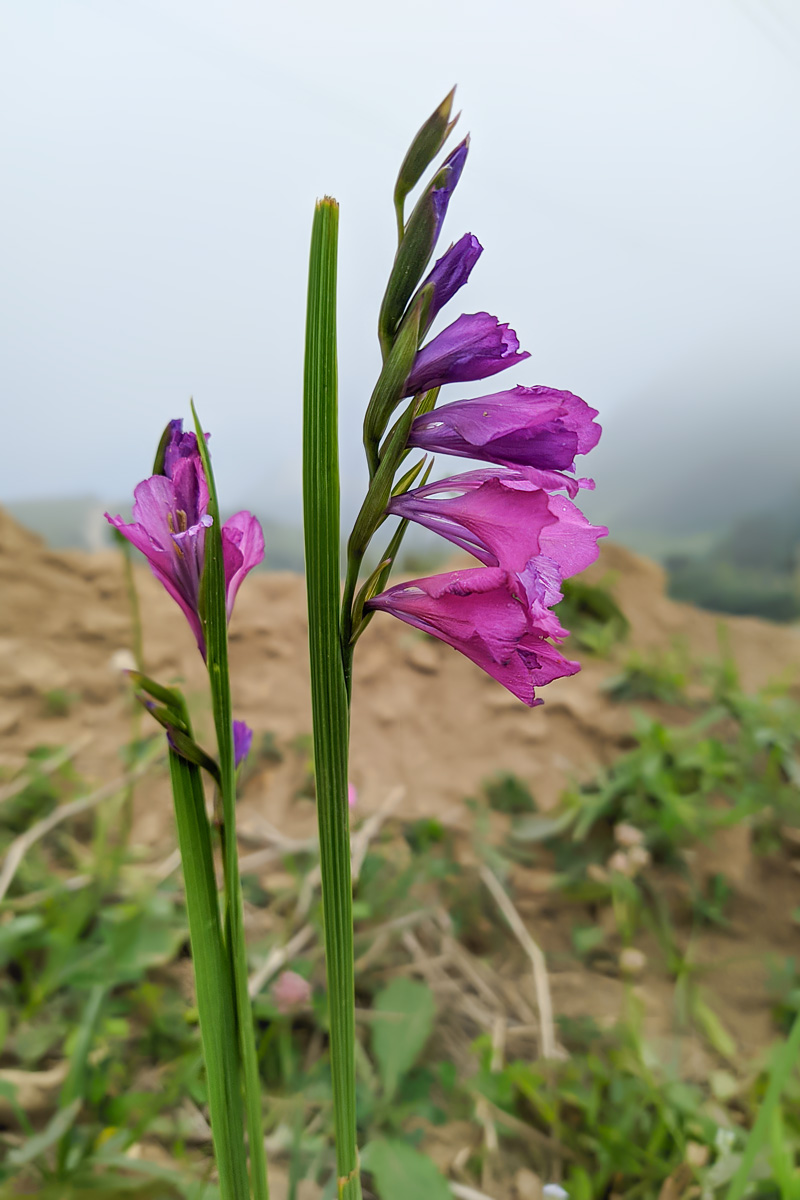 Image of Gladiolus tenuis specimen.