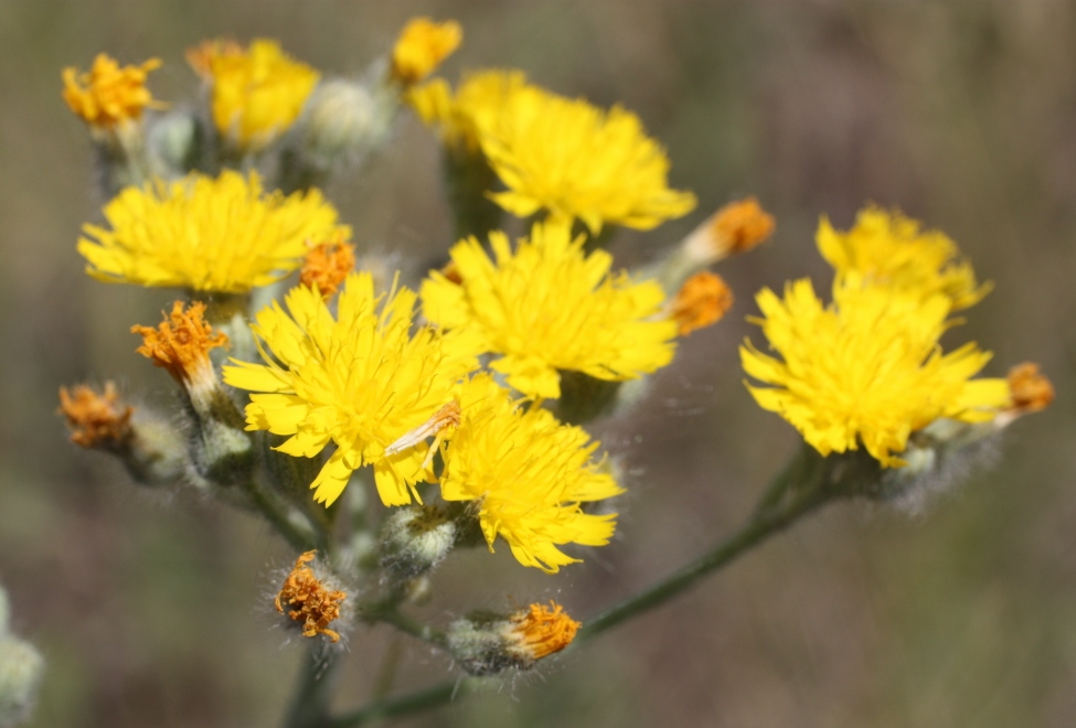 Изображение особи Pilosella trichocymosa.