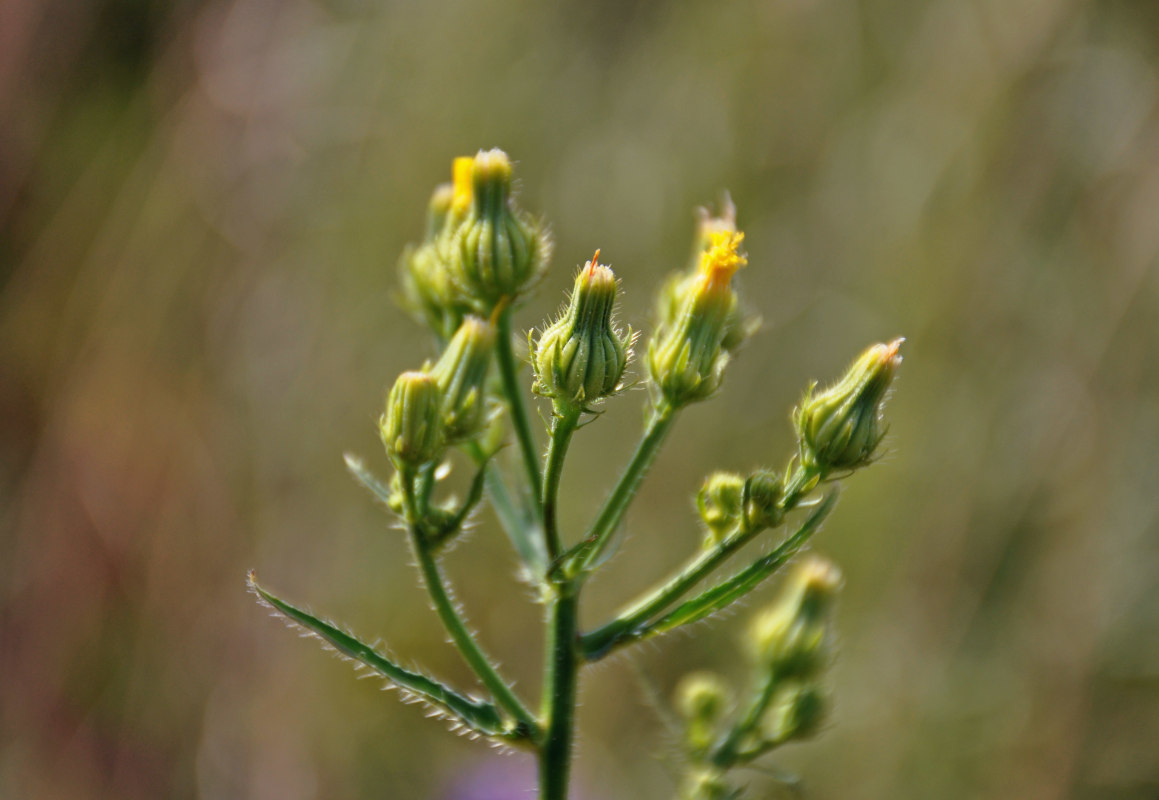 Image of Picris japonica specimen.