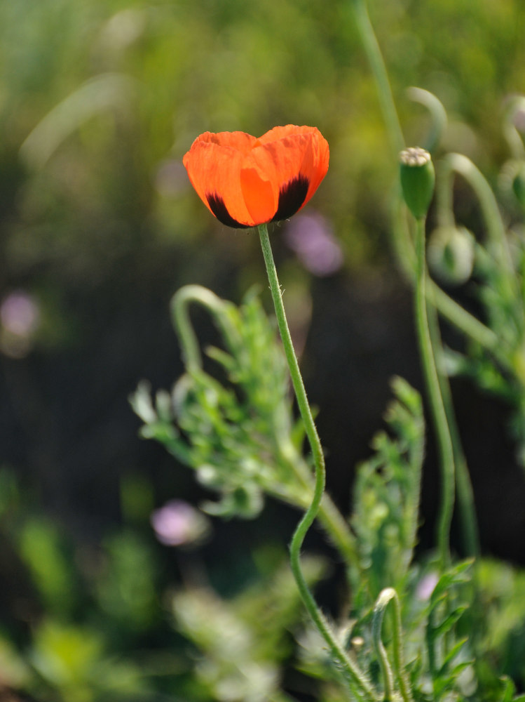 Изображение особи Papaver stevenianum.