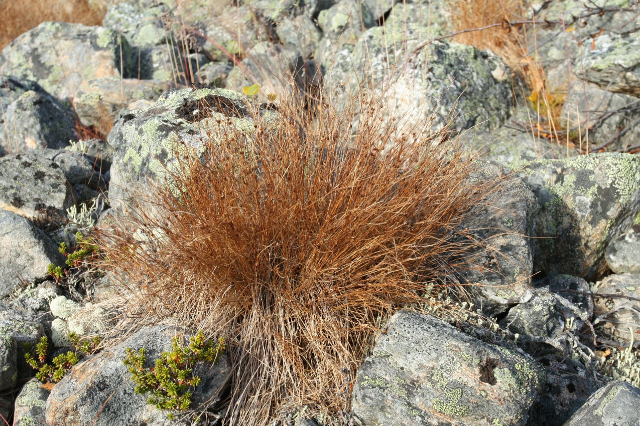 Изображение особи Juncus trifidus.