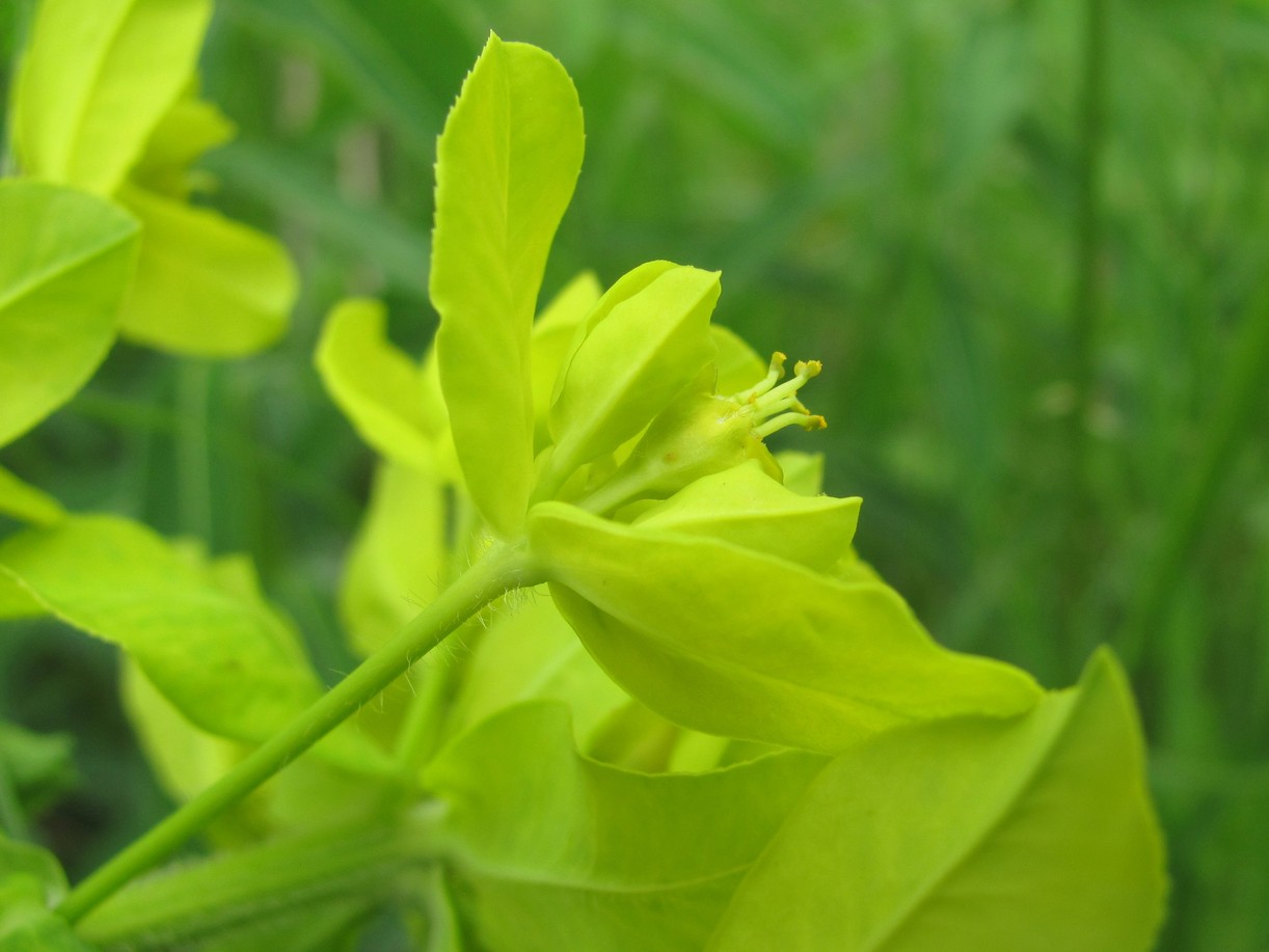 Image of Euphorbia procera specimen.