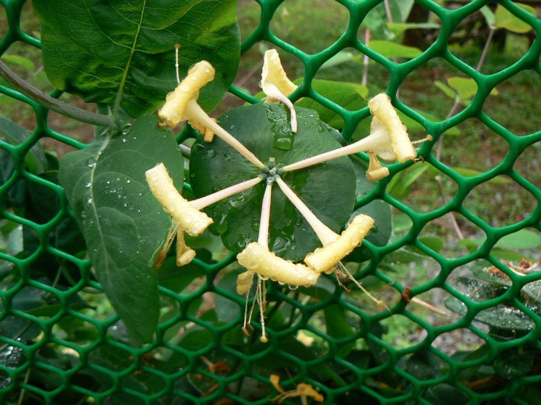 Image of Lonicera caprifolium specimen.