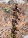 Epipactis helleborine. Соплодие. Южный берег Крыма, восточный склон Ай-Петринской яйлы, урочище Таракташ. 14.10.2010.