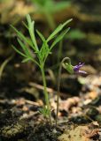 Viola dissecta