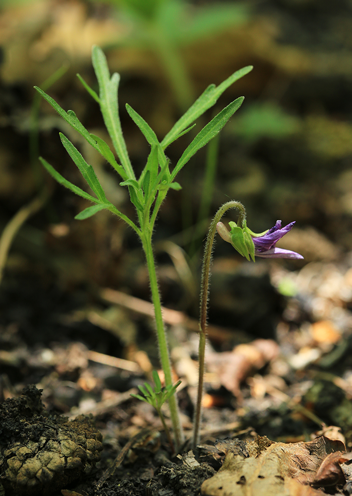 Изображение особи Viola dissecta.