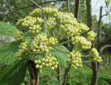 Viburnum × rhytidophylloides