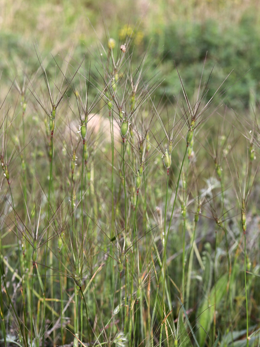 Изображение особи Aegilops ovata.