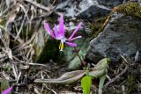 Erythronium sibiricum. Цветущее растение. Хакасия, Орджоникидзевский р-н, берег оз. Ивановское, ≈ 1000 м н.у.м., каменистый склон с зарослями Betula, окраина таящего снежника. 08.06.2022.