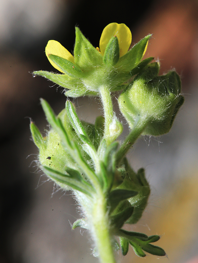 Image of Potentilla conferta specimen.