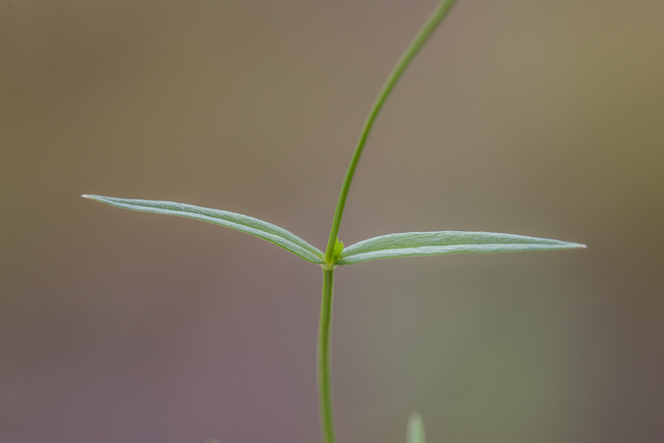 Изображение особи Stellaria graminea.