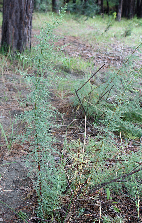 Image of Myricaria bracteata specimen.