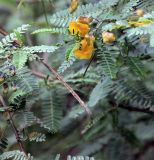 семейство Fabaceae. Соцветие и листья. Эфиопия, провинция Бале, аураджа Фасиль, национальный парк \"Горы Бале\". 25.12.2014.
