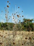 Phlomis fruticosa