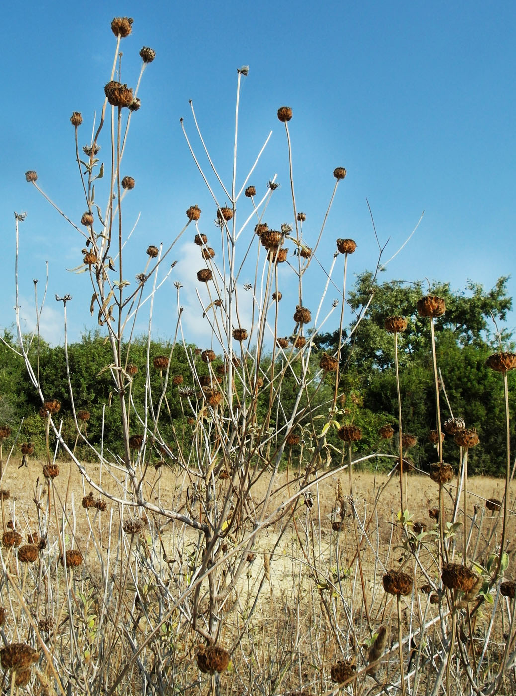 Изображение особи Phlomis fruticosa.