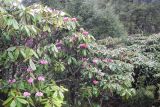 Rhododendron kesangiae. Часть кроны цветущего растения. Бутан, дзонгхаг Монгар, национальный парк \"Phrumsengla\". 04.05.2019.