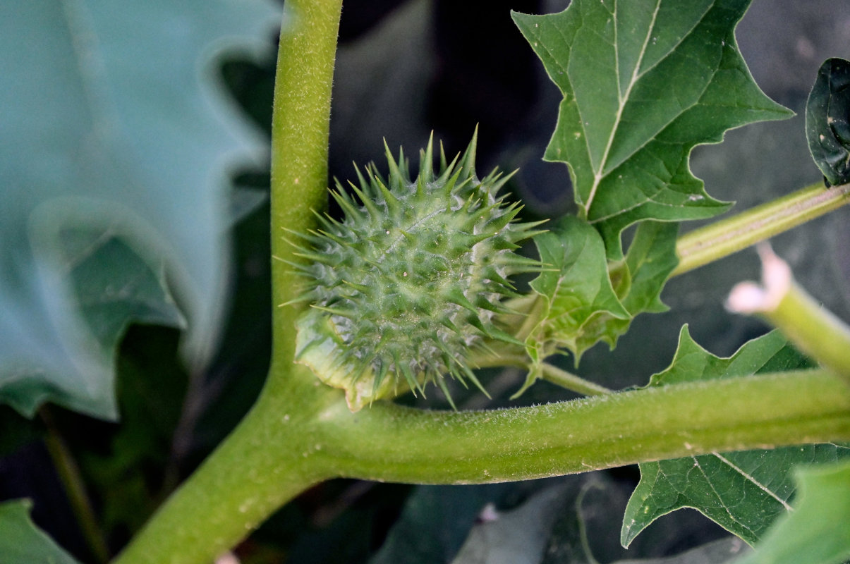 Изображение особи Datura stramonium.