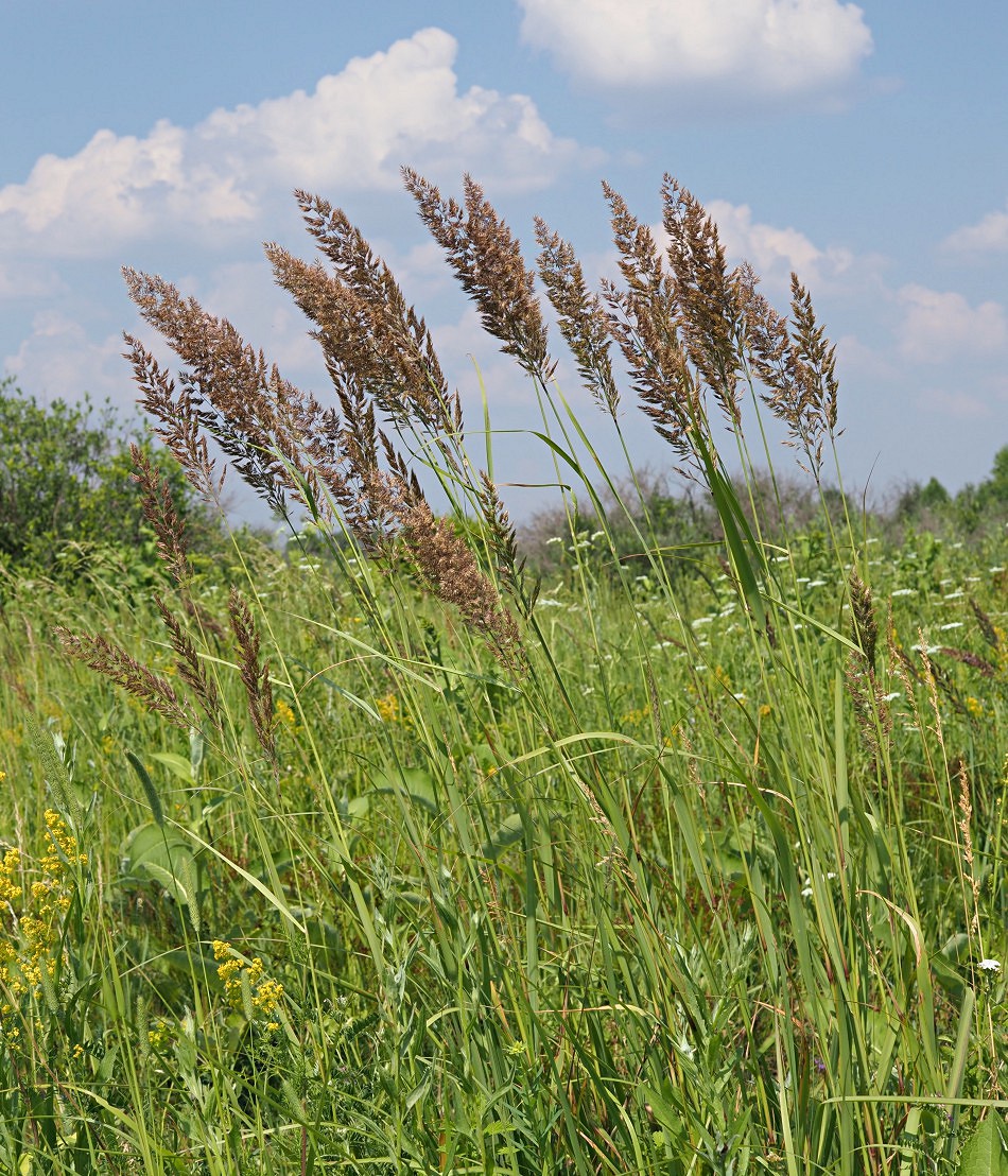 Изображение особи Calamagrostis epigeios.