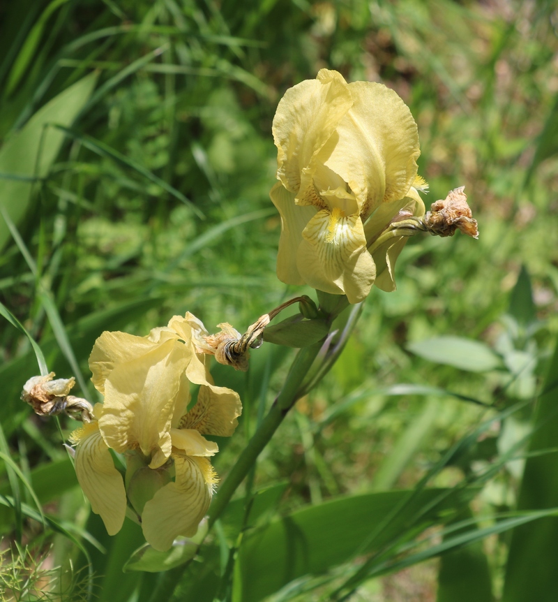 Изображение особи Iris imbricata.