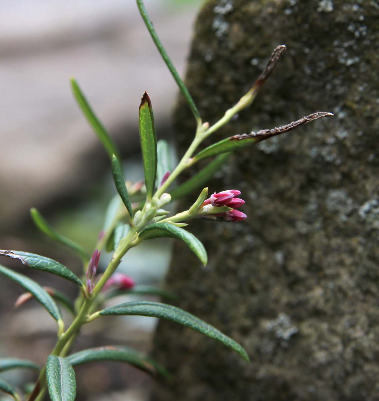 Изображение особи Andromeda polifolia.