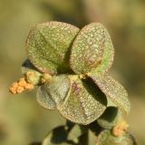 Atriplex micrantha. Часть соплодия. Узбекистан, г. Ташкент, Актепа Юнусабадская, рудеральное местообитание. 13.10.2022.
