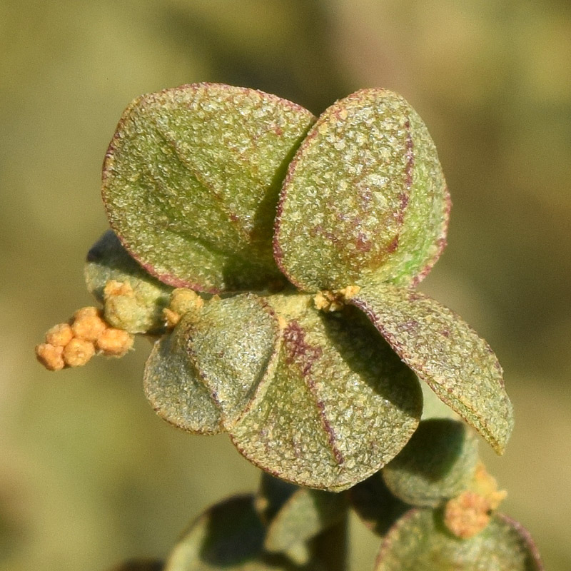 Изображение особи Atriplex micrantha.