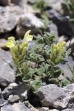 Scutellaria linczewskii
