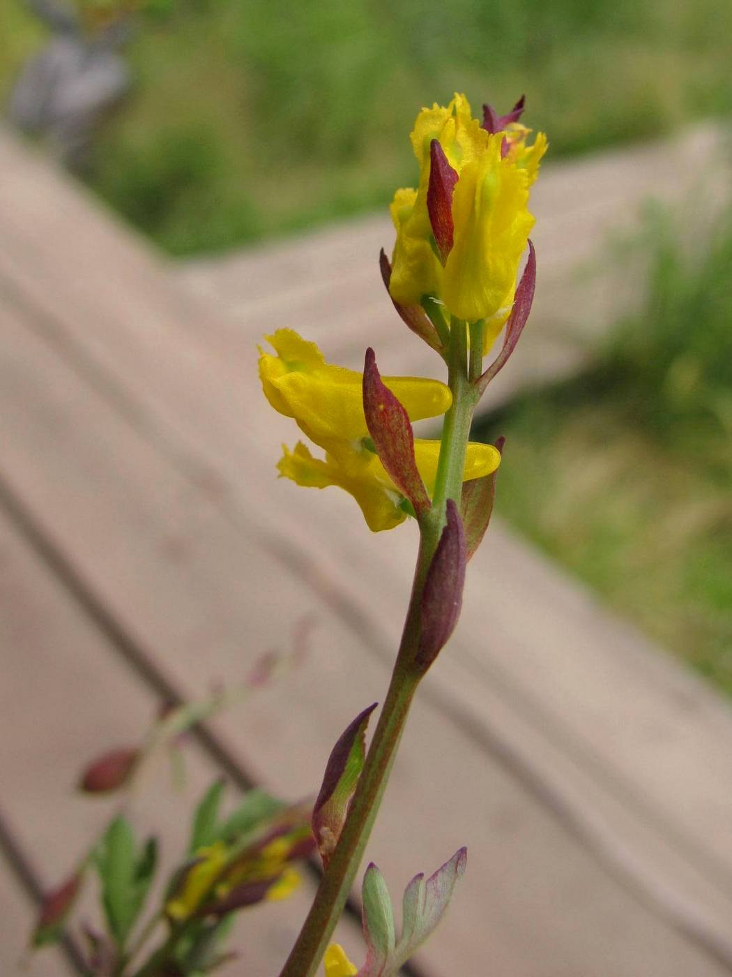 Image of Corydalis sibirica specimen.