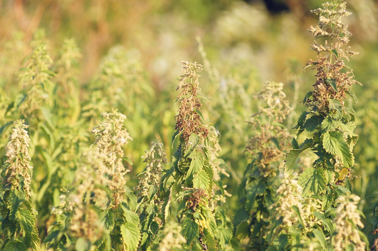 Image of Urtica dioica specimen.