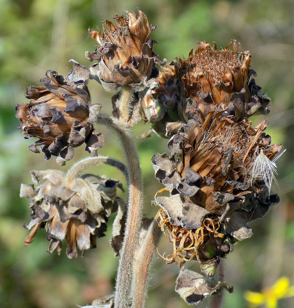 Изображение особи Inula helenium.