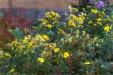 Dasiphora fruticosa. Часть кроны отцветающего растения. Санкт-Петербург, Старый Петергоф, парк \"Сергиевка\", цветник с элементами рокария и альпийской горки. 02.10.2021.