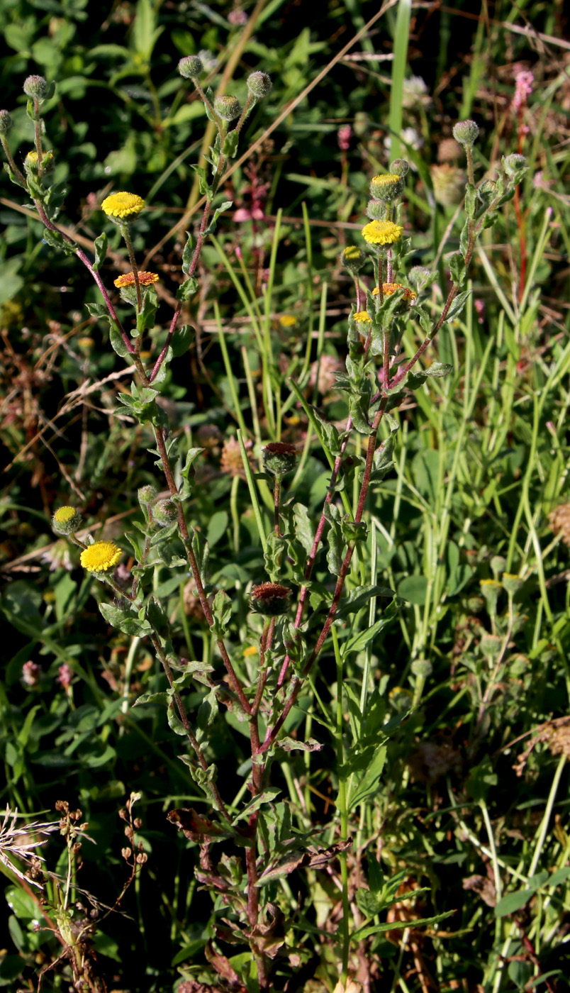 Изображение особи Pulicaria vulgaris.