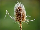 Dipsacus fullonum