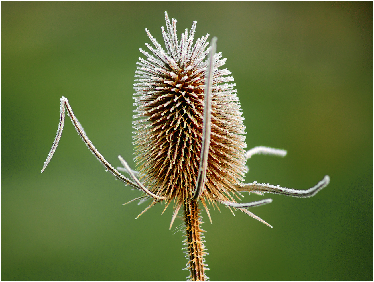 Изображение особи Dipsacus fullonum.